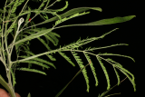 Acacia melanoxylon RCP6-07 083.jpg